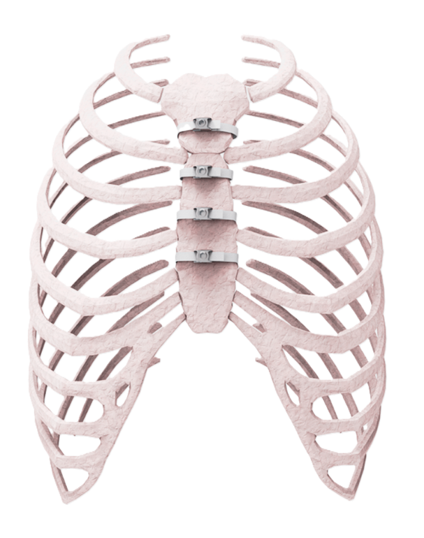 Sternum